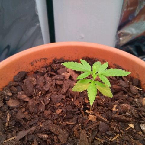 Amnesia growlog timeline photo