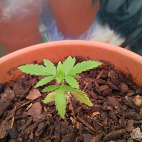 Amnesia growlog timeline photo