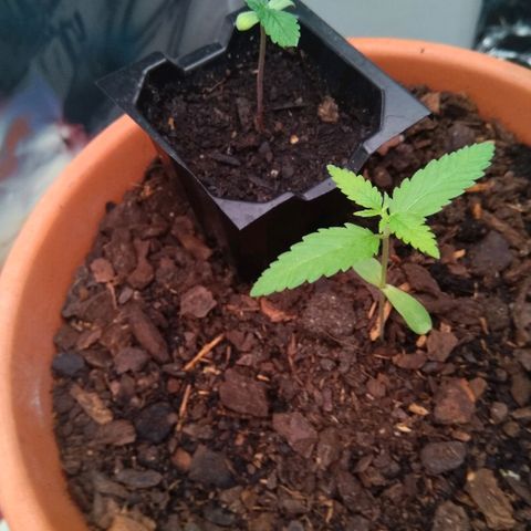 Amnesia growlog timeline photo
