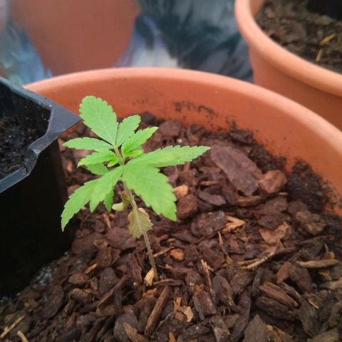 Amnesia growlog timeline photo