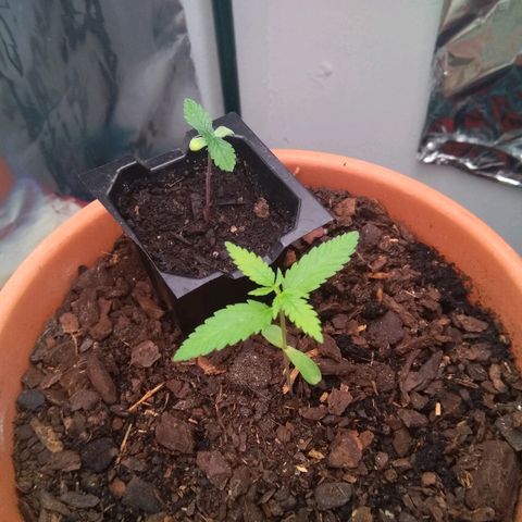 Amnesia growlog timeline photo