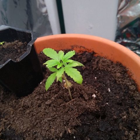Amnesia growlog photo: Dia 1 ventilador directe continu