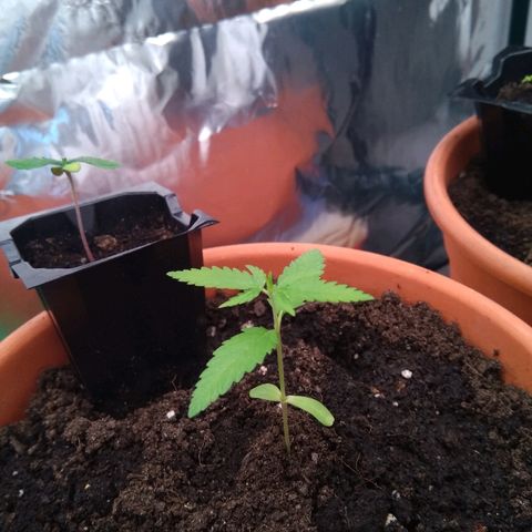 Amnesia growlog photo: Dia 1 ventilador directe continu