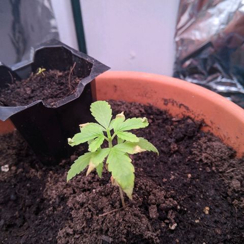 Amnesia growlog timeline photo