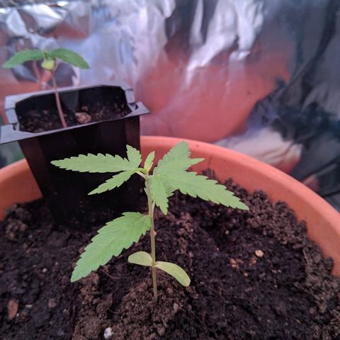 Amnesia growlog timeline photo