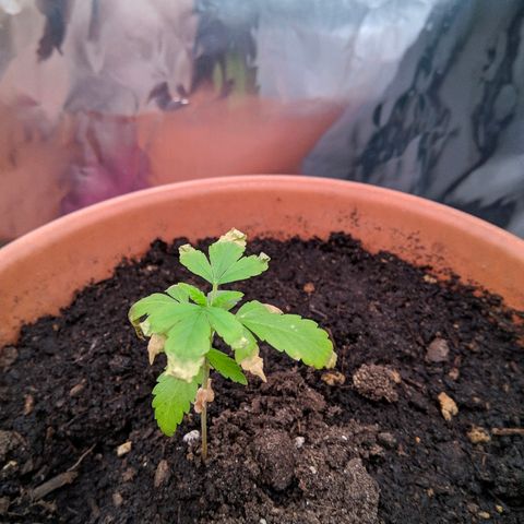 Amnesia growlog photo: Neteja de fulles extremadament seques 