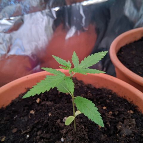 Amnesia growlog timeline photo