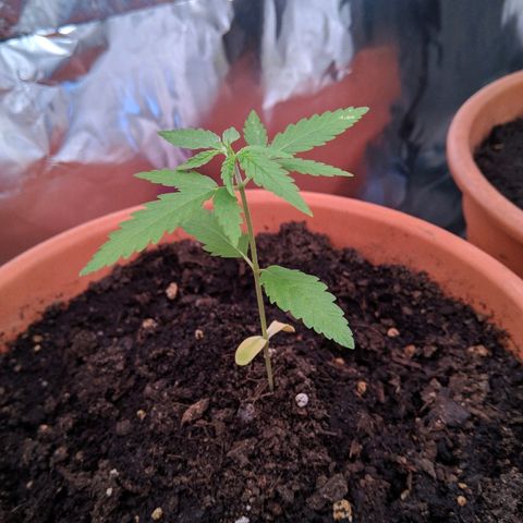 Amnesia growlog timeline photo