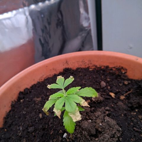 Amnesia growlog timeline photo