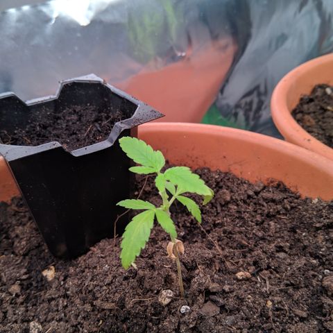 Amnesia growlog timeline photo