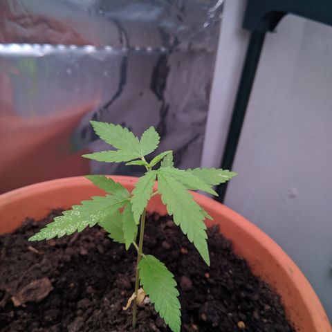 Amnesia growlog timeline photo