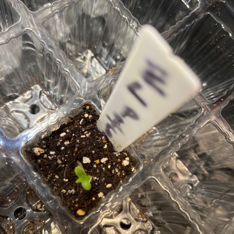 CannaBusta Rhymes  growlog timeline photo