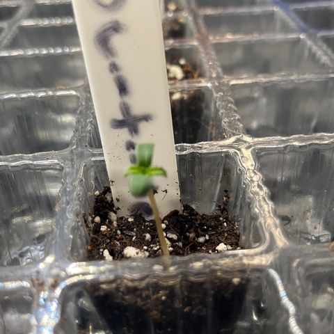 Amy Weedhouse growlog timeline photo