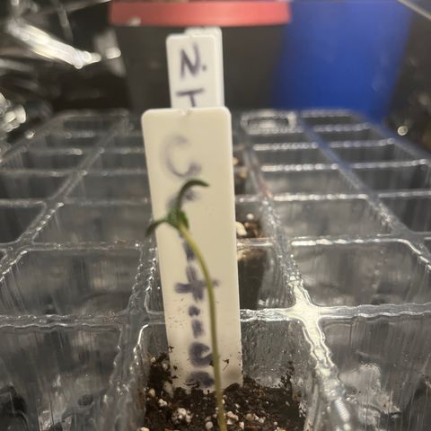 Amy Weedhouse growlog timeline photo