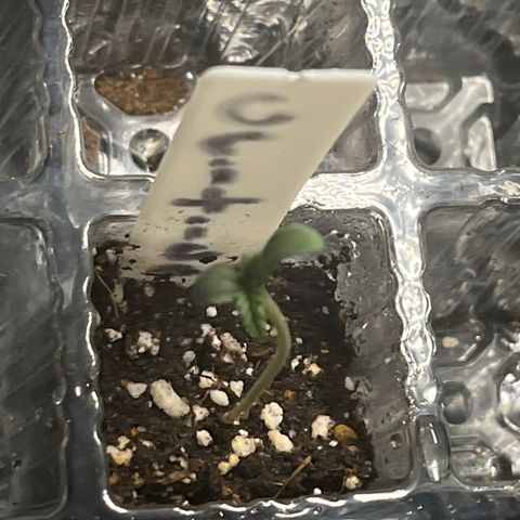 Amy Weedhouse growlog timeline photo