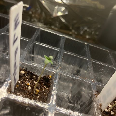 CannaBusta Rhymes  growlog timeline photo