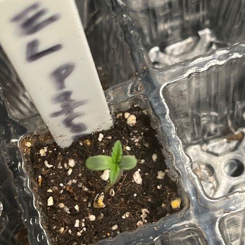 CannaBusta Rhymes  growlog timeline photo
