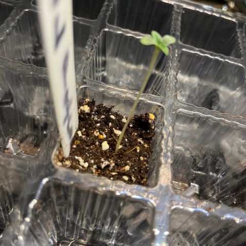 CannaBusta Rhymes  growlog timeline photo