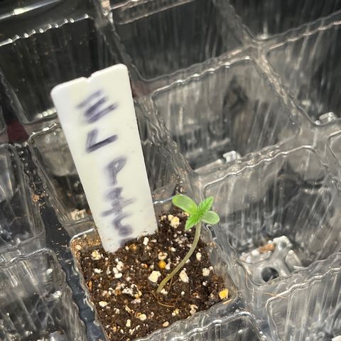 CannaBusta Rhymes  growlog timeline photo