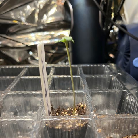 Amy Weedhouse growlog timeline photo