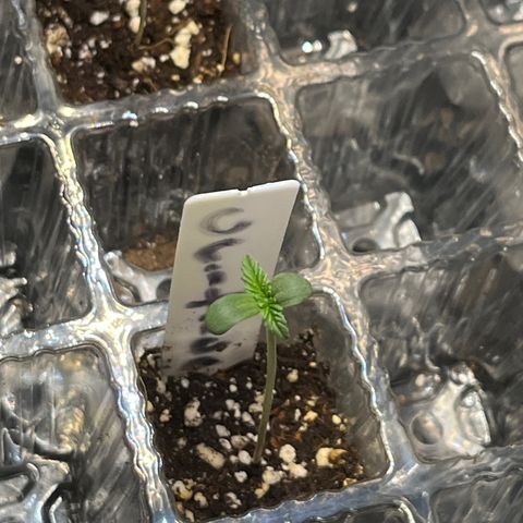 Amy Weedhouse growlog timeline photo