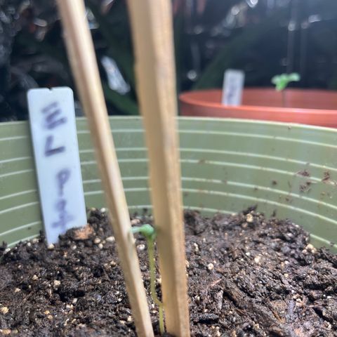 CannaBusta Rhymes  growlog timeline photo