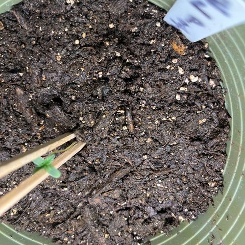 CannaBusta Rhymes  growlog timeline photo