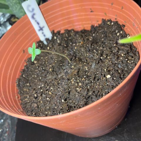 Amy Weedhouse growlog timeline photo