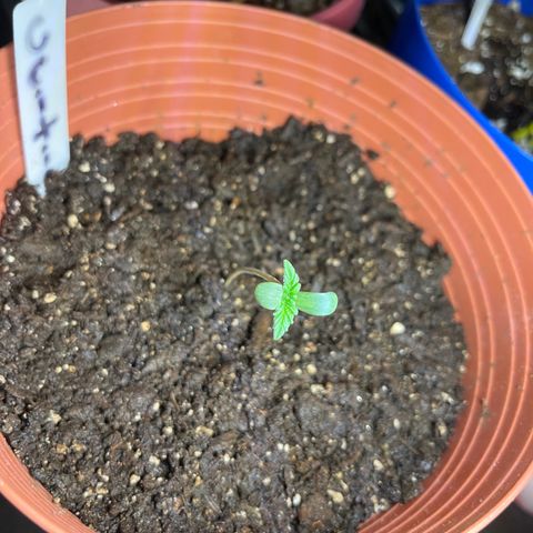 Amy Weedhouse growlog timeline photo