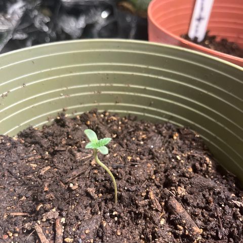 CannaBusta Rhymes  growlog timeline photo