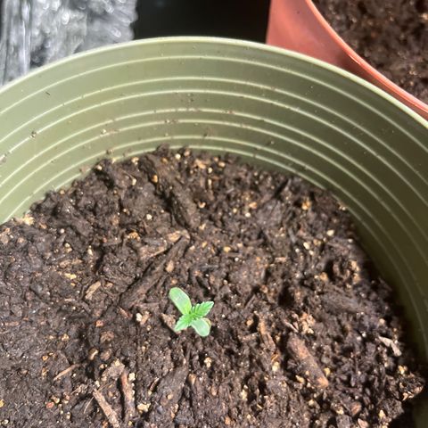 CannaBusta Rhymes  growlog timeline photo
