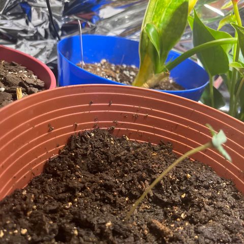 Amy Weedhouse growlog timeline photo