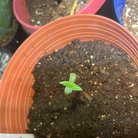 Amy Weedhouse growlog timeline photo