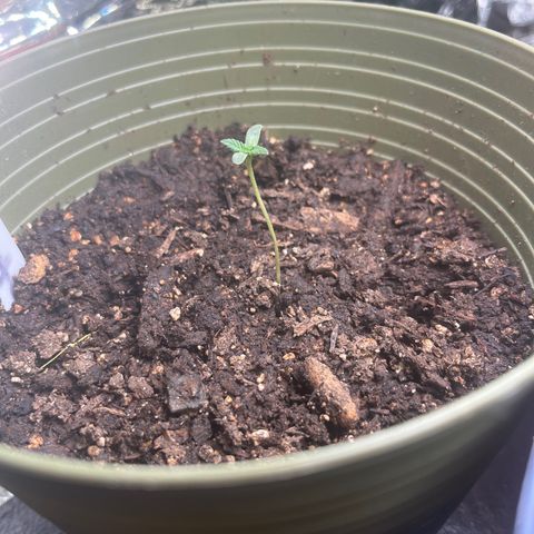 CannaBusta Rhymes  growlog timeline photo