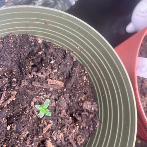 CannaBusta Rhymes  growlog timeline photo