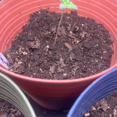 Amy Weedhouse growlog timeline photo