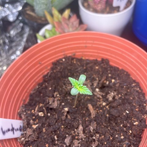 Amy Weedhouse growlog timeline photo