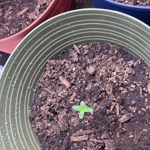 CannaBusta Rhymes  growlog timeline photo