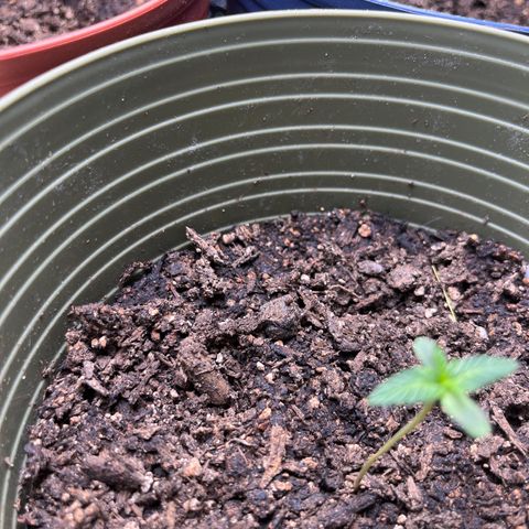 CannaBusta Rhymes  growlog timeline photo
