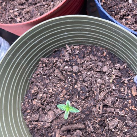 CannaBusta Rhymes  growlog timeline photo