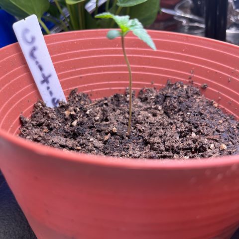 Amy Weedhouse growlog timeline photo