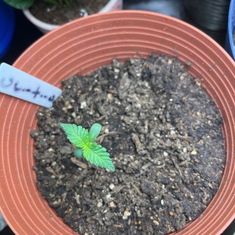 Amy Weedhouse growlog timeline photo