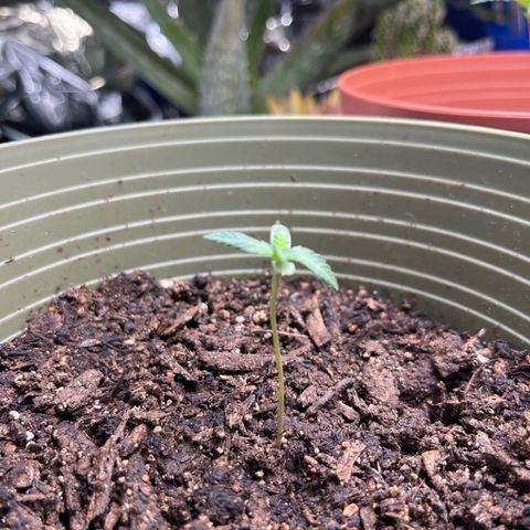 CannaBusta Rhymes  growlog timeline photo