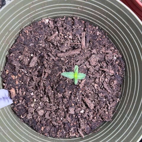 CannaBusta Rhymes  growlog timeline photo