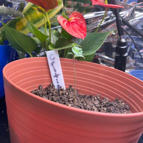 Amy Weedhouse growlog timeline photo