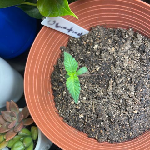 Amy Weedhouse growlog timeline photo