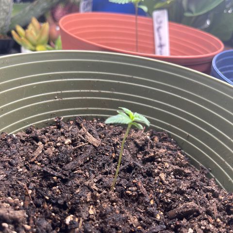 CannaBusta Rhymes  growlog timeline photo