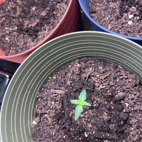 CannaBusta Rhymes  growlog timeline photo