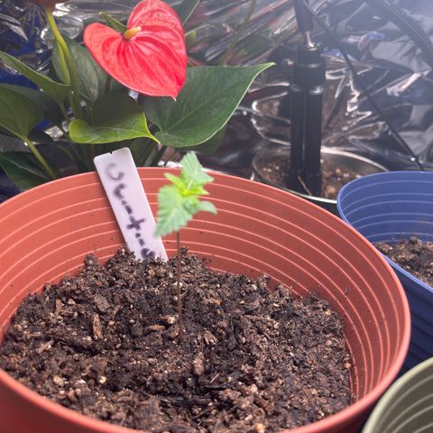 Amy Weedhouse growlog timeline photo