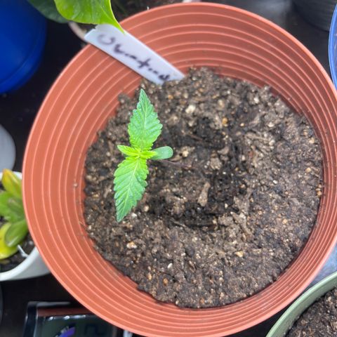 Amy Weedhouse growlog timeline photo